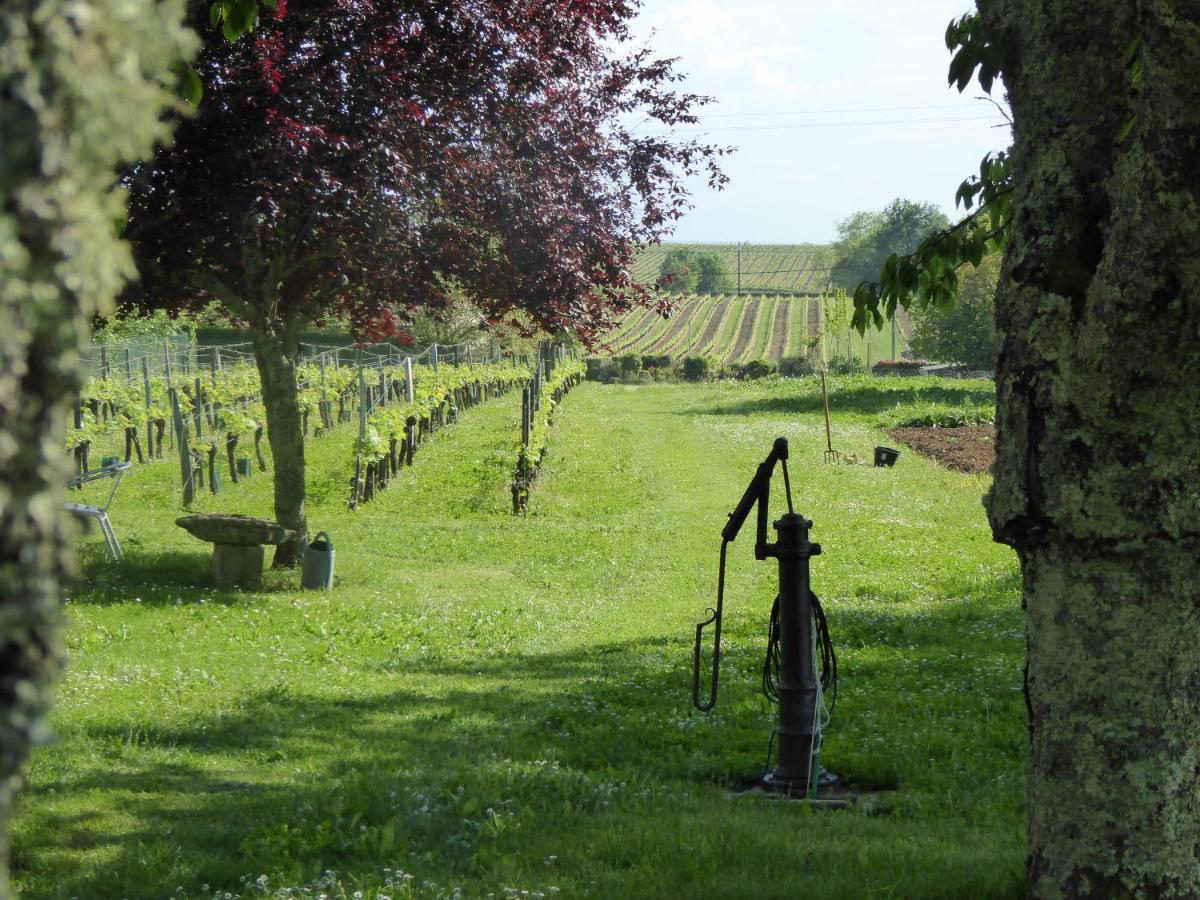La Vigneraie De Laura: Gite Entre Vignes Et Chenes Sainte-Colombe  外观 照片